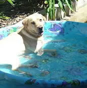 Dog breeder Yoder Labradors Oceanside