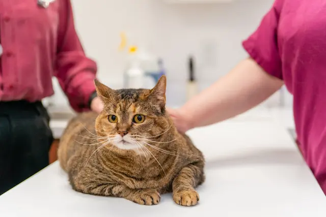 Pet vet Cats Only Veterinary Hospital Roseville