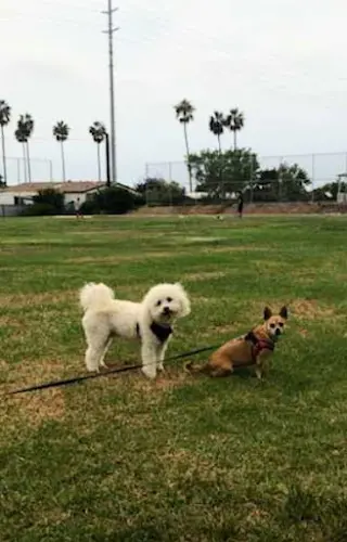 Dog Park Orange Park Chula Vista