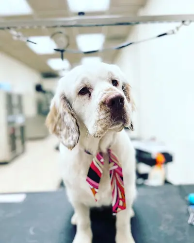 Dog Grooming Pawfect Pet Grooming Pasadena