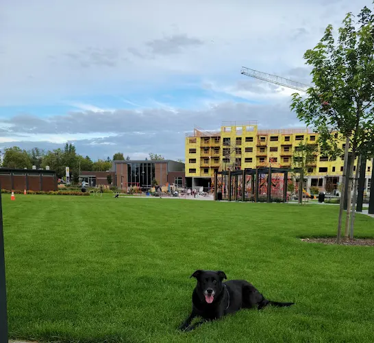 Dog Park Sunset Neighborhood Park Renton