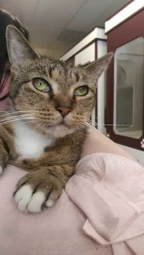 Pet boarding service Kitty Cat Condos - Cat Boarding - Luxury Rooms Beaverton