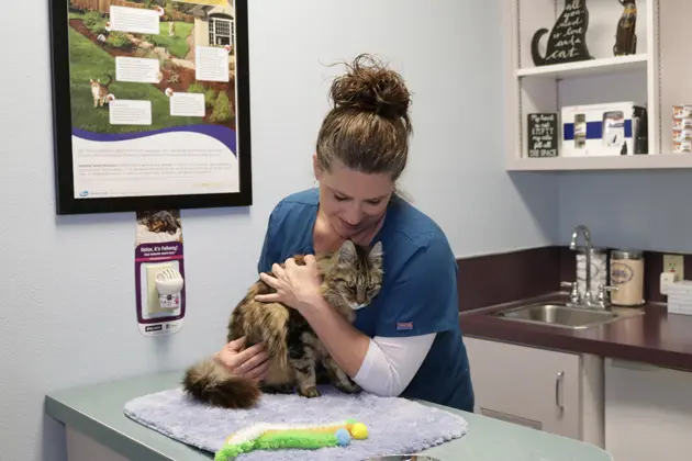 Pet vet Kindness Family Pet Clinic Hillsboro