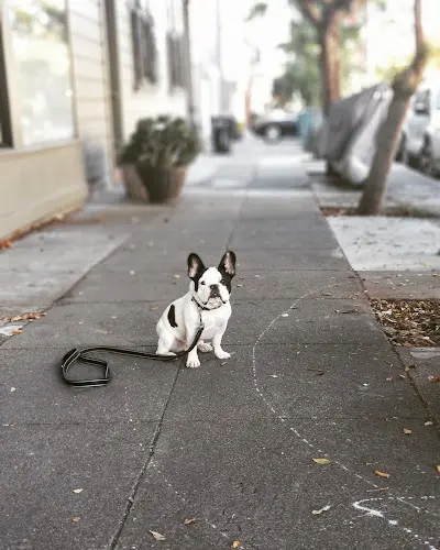 Dog trainer Unleash the Beast Sacramento