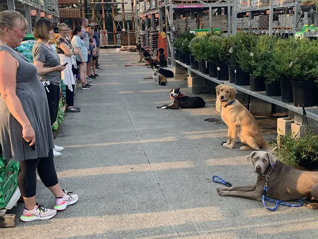 Dog trainer Pack-9 Training LLC Bellingham