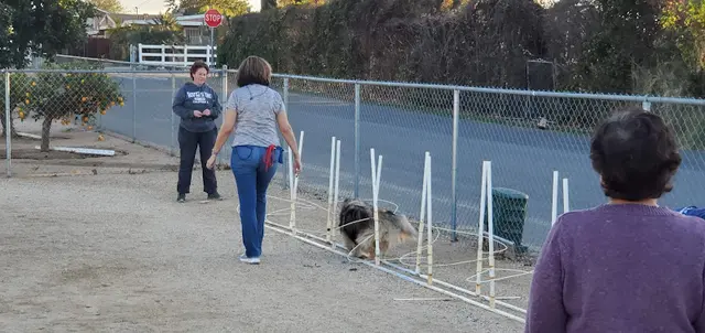 Dog trainer CampWannaQ Riverside