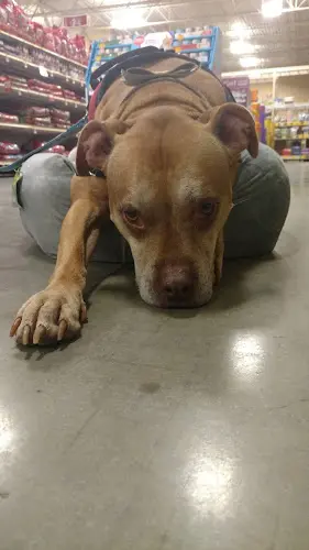 Dog breeder PetSmart San Diego