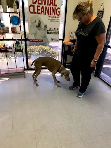 Dog Grooming Sandy's Grooming Orange