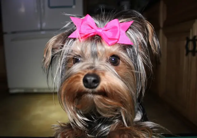 Dog breeder Best Yorkies Kennel Spokane
