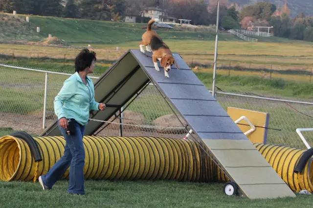 Dog trainer Ready 2 Wag Riverside