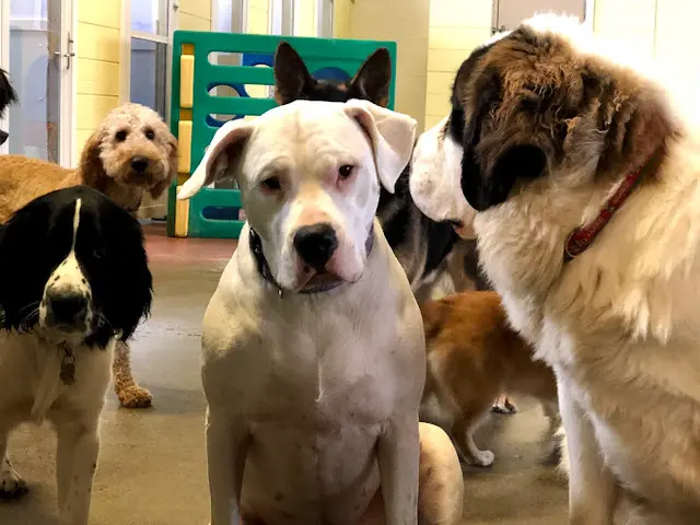 Dog day care center Jeanne's Doggie Daycare and Pet Hotel Spokane