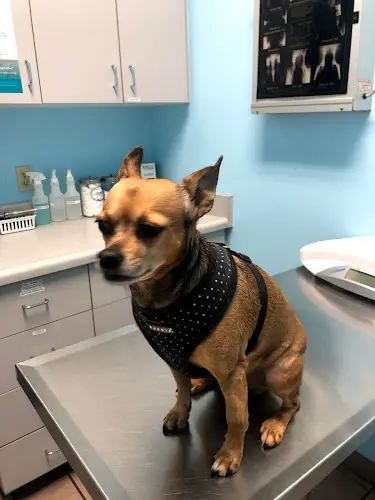 Pet boarding service Fairview Pet Hospital Costa Mesa