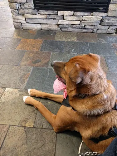Pet vet Kulshan Veterinary Hospital Bellingham