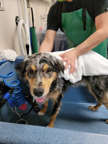 Pet vet The Soggy Doggy Kent Kent