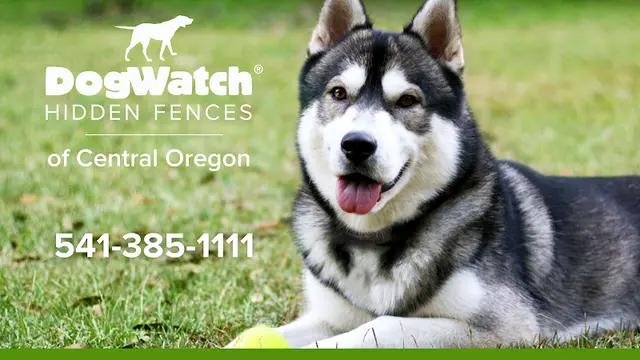 Dog trainer DogWatch of Central Oregon Bend