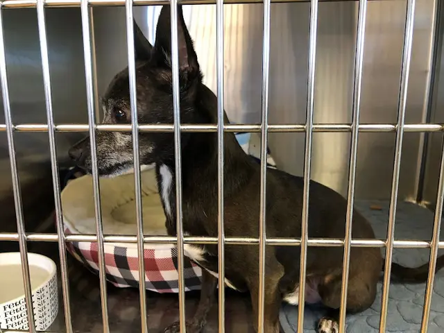 Dog day care center Badlands Boarding San Bernardino