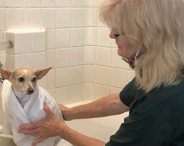 Dog Grooming Head To Tail Dog Grooming Santa Rosa