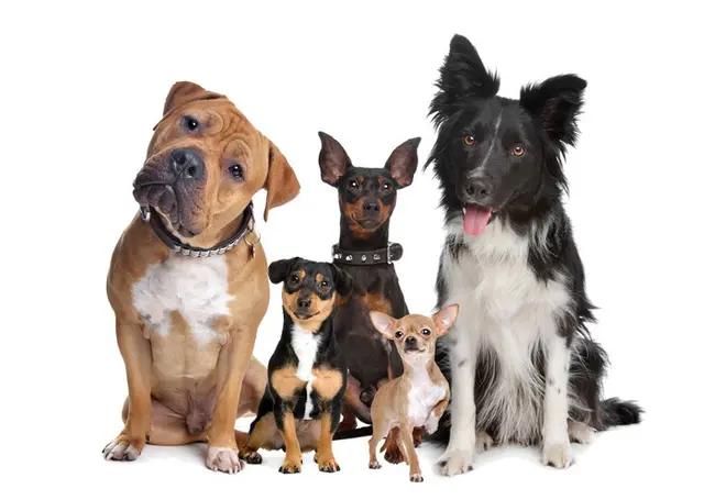 Dog Grooming Totally Mutts Self-Service Dog Wash & Professional Grooming of Vancouver Gresham