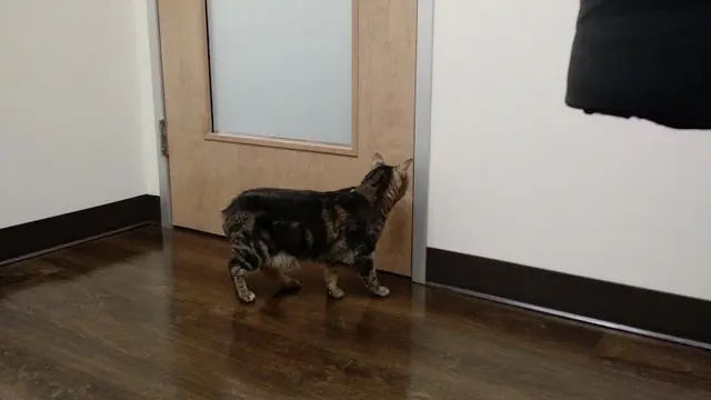 Pet vet All About Cats Veterinary Hospital Kirkland