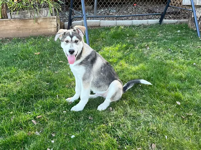 Dog breeder El Dorado County Animal Services Roseville