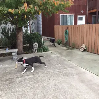 Dog day care center My Perfect Doggies' Home San Francisco