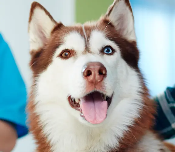 Pet vet Four Corners Veterinary Clinic Kent