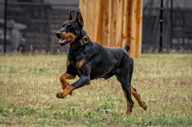 Dog trainer America’s Best Dog Trainers Burbank