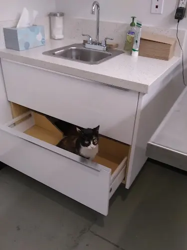 Pet boarding service Los Angeles Veterinary Center Los Angeles