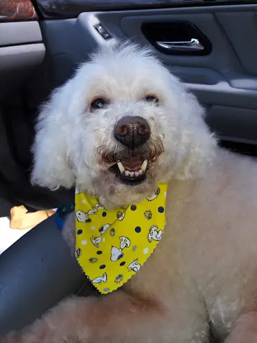 Dog Grooming Jackie's Pet Grooming Roseville