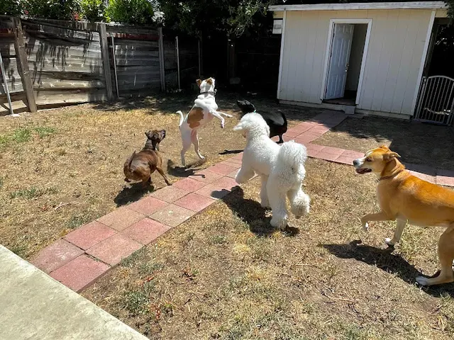 Dog day care center Hounds of the Hills Los Angeles