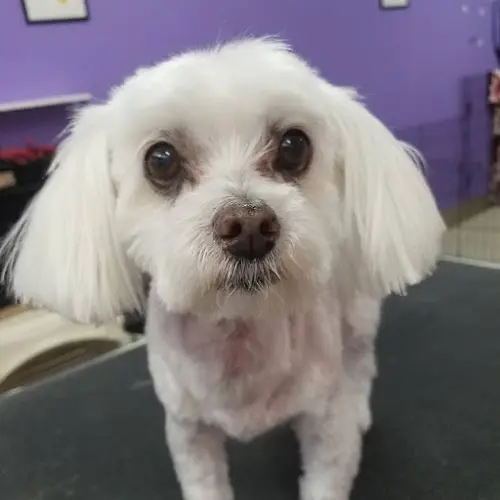 Dog breeder Shirleys Grooming Torrance