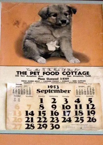 Rescue & Shelter Pet Cottage Richmond