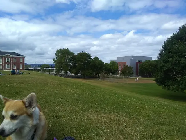 Dog Park Clinton City Park Portland