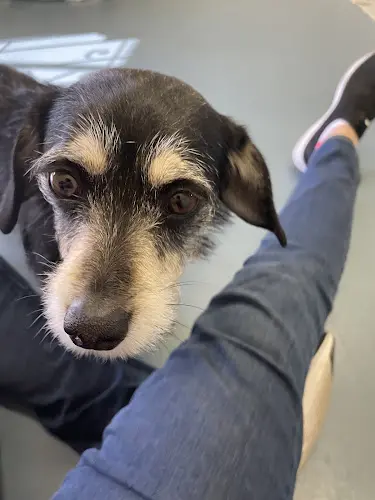 Rescue & Shelter Animal Samaritans SPCA Indio
