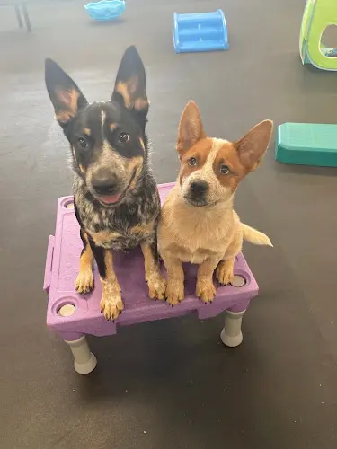 Dog day care center Mind Your Manners Dog Center Hillsboro