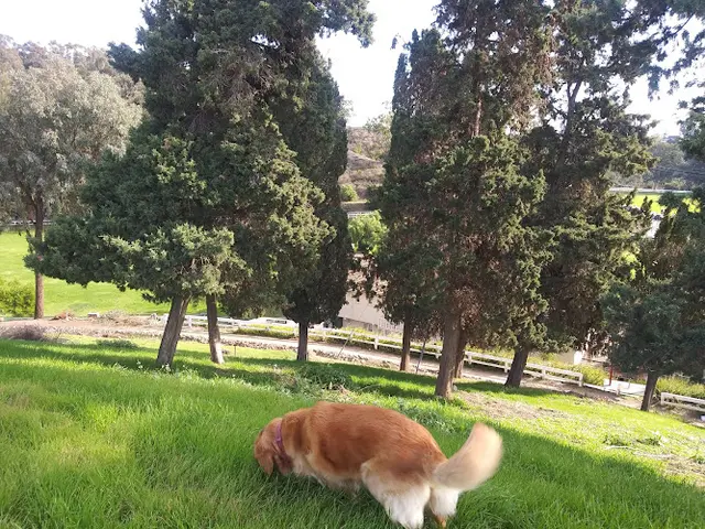 Dog Park Temescal Canyon Park Santa Monica