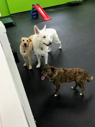 Dog day care center Pawz Play N Stay Portland