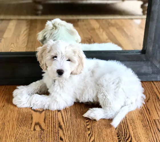 Dog breeder Coastland Goldendoodles Ventura