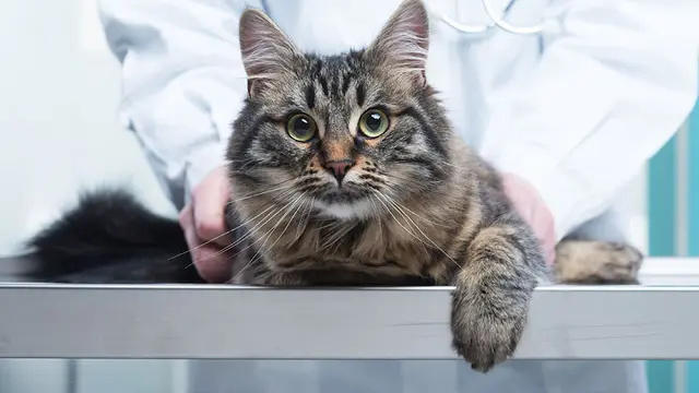 Pet vet Media City Animal Hospital Glendale