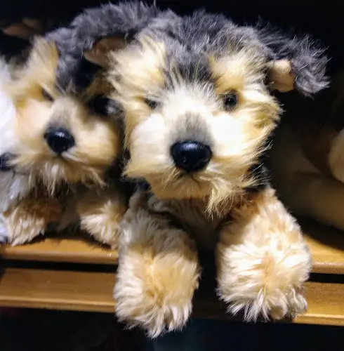 Dog breeder Safeway Roseville