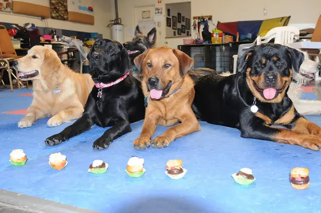 Dog trainer The Educated Pet San Diego