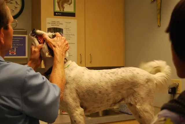 Pet vet West Main Animal Hospital Pasadena