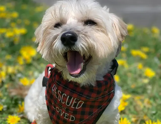 Rescue & Shelter A Home 4 Ever Rescue Costa Mesa
