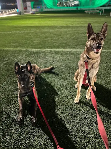 Dog day care center Daffy Dogs LLC San Diego