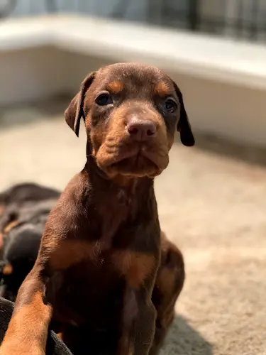 Dog breeder Premier Dobermans Yakima