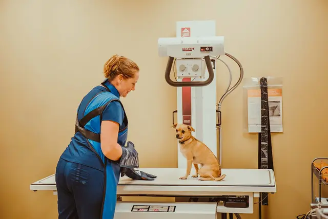Pet vet Boundary Bay Veterinary Specialty Hospital Bellingham