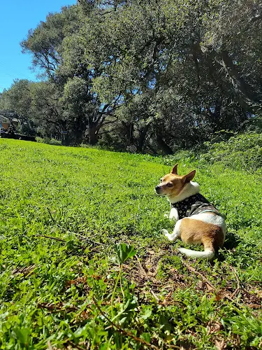 Dog Park Oak Glen Park Oakland