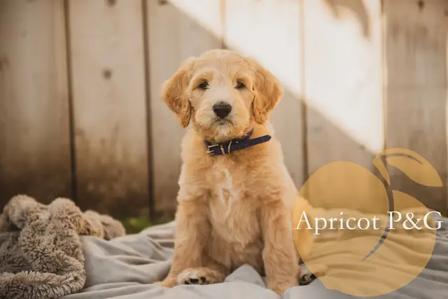 Dog breeder Apricot Poodles & Goldendoodles Murrieta