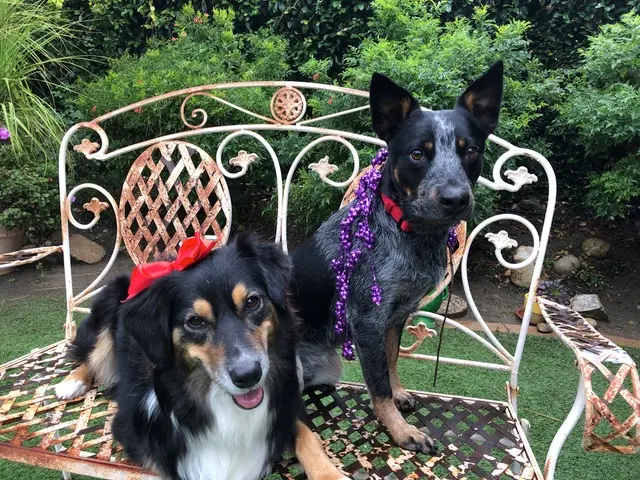 Dog trainer Pooch Sitters Pet Sitting Orange