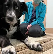 Pet vet NW Holistic Pet Care Bellingham
